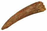 Large, Fossil Pterosaur (Siroccopteryx) Tooth - Morocco #298003-1